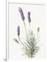 Floursack Lavender III on Linen-Danhui Nai-Framed Art Print