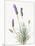 Floursack Lavender III on Linen-Danhui Nai-Mounted Art Print