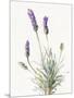 Floursack Lavender III on Linen-Danhui Nai-Mounted Art Print