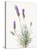 Floursack Lavender III on Linen-Danhui Nai-Stretched Canvas