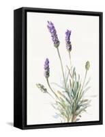 Floursack Lavender III on Linen-Danhui Nai-Framed Stretched Canvas