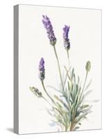 Floursack Lavender III on Linen-Danhui Nai-Stretched Canvas