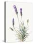 Floursack Lavender III on Linen-Danhui Nai-Stretched Canvas