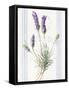 Floursack Lavender III-Danhui Nai-Framed Stretched Canvas