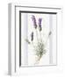 Floursack Lavender III-Danhui Nai-Framed Art Print