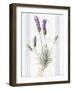 Floursack Lavender III-Danhui Nai-Framed Art Print