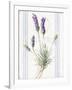 Floursack Lavender III-Danhui Nai-Framed Art Print