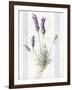 Floursack Lavender III-Danhui Nai-Framed Art Print