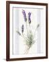 Floursack Lavender III-Danhui Nai-Framed Art Print