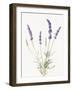 Floursack Lavender IV on Linen-Danhui Nai-Framed Art Print