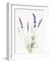 Floursack Lavender IV on Linen-Danhui Nai-Framed Art Print