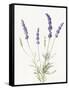 Floursack Lavender IV on Linen-Danhui Nai-Framed Stretched Canvas