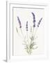 Floursack Lavender IV on Linen-Danhui Nai-Framed Art Print