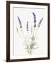 Floursack Lavender IV on Linen-Danhui Nai-Framed Art Print