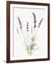 Floursack Lavender IV on Linen-Danhui Nai-Framed Art Print