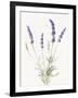 Floursack Lavender IV on Linen-Danhui Nai-Framed Art Print