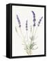 Floursack Lavender IV on Linen-Danhui Nai-Framed Stretched Canvas