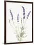 Floursack Lavender IV on Linen-Danhui Nai-Framed Art Print