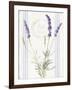 Floursack Lavender IV-Danhui Nai-Framed Art Print