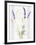 Floursack Lavender IV-Danhui Nai-Framed Art Print