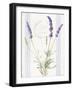 Floursack Lavender IV-Danhui Nai-Framed Art Print