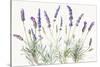 Floursack Lavender V on Linen-Danhui Nai-Stretched Canvas