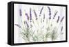 Floursack Lavender V-Danhui Nai-Framed Stretched Canvas