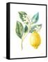 Floursack Lemon I on White-Danhui Nai-Framed Stretched Canvas