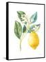Floursack Lemon I on White-Danhui Nai-Framed Stretched Canvas