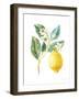 Floursack Lemon I on White-Danhui Nai-Framed Art Print