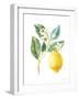 Floursack Lemon I on White-Danhui Nai-Framed Art Print