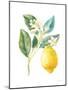 Floursack Lemon I on White-Danhui Nai-Mounted Art Print