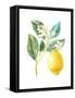 Floursack Lemon I on White-Danhui Nai-Framed Stretched Canvas