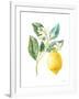 Floursack Lemon I on White-Danhui Nai-Framed Art Print