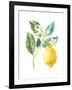 Floursack Lemon I on White-Danhui Nai-Framed Art Print