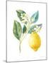 Floursack Lemon I on White-Danhui Nai-Mounted Art Print