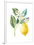 Floursack Lemon I on White-Danhui Nai-Framed Art Print