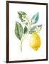 Floursack Lemon I on White-Danhui Nai-Framed Art Print
