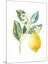 Floursack Lemon I on White-Danhui Nai-Mounted Art Print