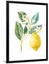 Floursack Lemon I on White-Danhui Nai-Framed Art Print