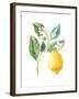 Floursack Lemon I on White-Danhui Nai-Framed Art Print