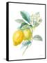 Floursack Lemon II on White-Danhui Nai-Framed Stretched Canvas