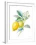 Floursack Lemon II on White-Danhui Nai-Framed Art Print