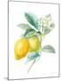 Floursack Lemon II on White-Danhui Nai-Mounted Art Print