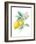 Floursack Lemon II on White-Danhui Nai-Framed Art Print