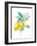 Floursack Lemon II on White-Danhui Nai-Framed Art Print