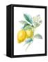 Floursack Lemon II on White-Danhui Nai-Framed Stretched Canvas