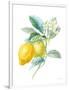 Floursack Lemon II on White-Danhui Nai-Framed Art Print