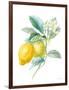 Floursack Lemon II on White-Danhui Nai-Framed Art Print