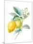 Floursack Lemon II on White-Danhui Nai-Mounted Art Print